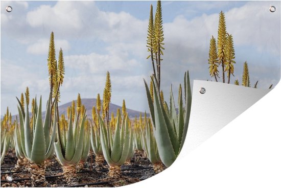 Plantes médicinales d'aloe vera sur Fuerteventura Garden poster 180x120 cm  - Toile de... | bol.com