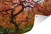 Muurdecoratie Afbeelding van een Japanse esdoorn - 180x120 cm - Tuinposter - Tuindoek - Buitenposter