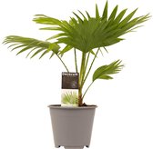 Bureauplant van het jaar | Soort palm - Livistona | Kroon van bladeren | Voor een extra sterke kracht | Ø 14 cm - Hoogte 45 cm (waarvan 30 cm plant en 15 cm pot)
