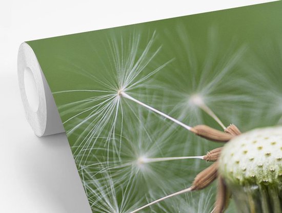 Papier peint photo peint vinyle - Pissenlit perdant ses graines largeur 525 cm x hauteur 350 cm - Tirage photo sur papier peint (disponible en 7 tailles)