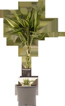 Decorum Dracaena Sandriana Victory - Geluksbamboe - Kamerplant - 45cm - ø12cm