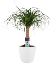 Decorum Beaucarnea Recht met Elho brussels white – ↨ 55cm – ⌀ 19cm