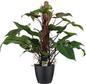FloraExpert - Philodendron - 75 Cm - Ø 20
