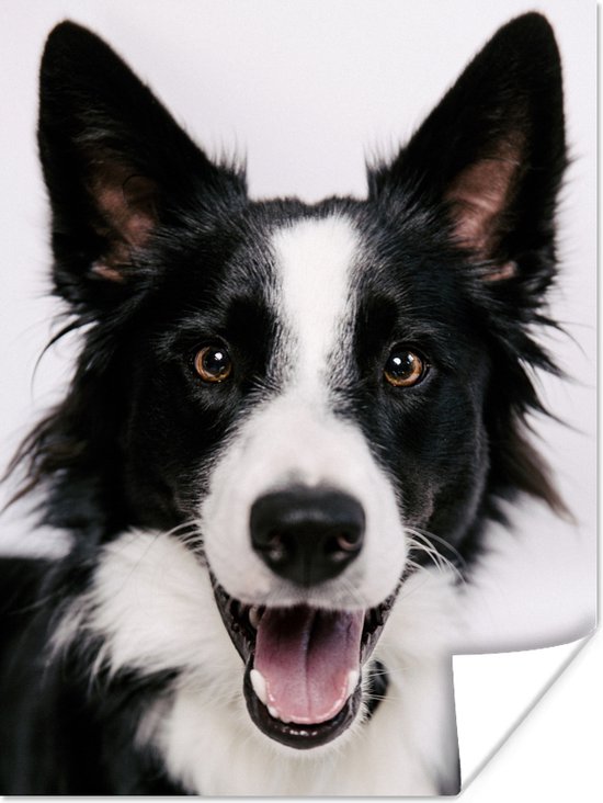 Border Collie kijkend in de camera Poster 120x160 cm - Foto print op Poster (wanddecoratie woonkamer / slaapkamer) / Huisdieren Poster XXL / Groot formaat!