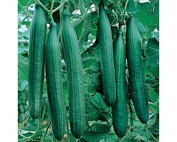 Omslag van Komkommer zaden - Telegraph