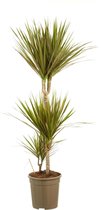 FloriaFor - Dracaena Bicolour - - ↨ 125cm - ⌀ 24cm