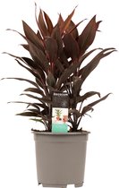 FloriaFor - Cordyline Tango Toef - - ↨ 60cm - ⌀ 19cm