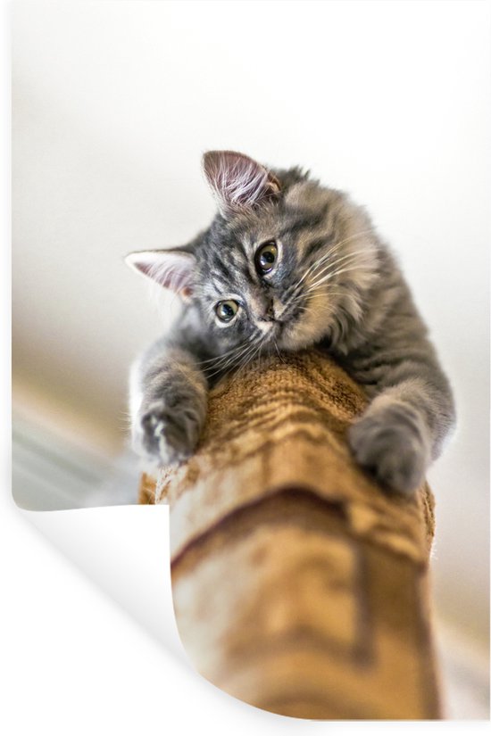 Sticker Muursticker Chats - Chat curieux sur griffoir - 60x90 cm - feuille autocollante - sticker mural repositionnable