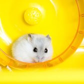 Happy Hamsterbox - Hamsterwiel - Kado voor hamster - Verassing - Cadaupakket - VIP Dierenbox