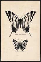 JUNIQE - Poster in kunststof lijst Butterfly Engraving -30x45 /Bruin &