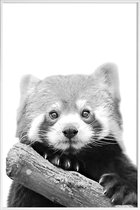 JUNIQE - Poster in kunststof lijst Red Panda -20x30 /Wit & Zwart