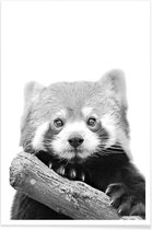 JUNIQE - Poster Red Panda -20x30 /Wit & Zwart