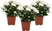 Mama's Planten - Chrysanthemum – Chrysant - Chrysanne Grandezza – Wit – 3 Stuks - Bloeiende Kamerplant - Geeft Sfeer En Zuurstof - ↨ 25cm - ⌀ 13cm