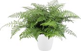 Asplenium Parvati in ELHO sierpot (wit) – ↨ 55cm – ⌀ 30cm