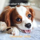 Cavalier King Charles Spaniel Puppies Calendar 2021