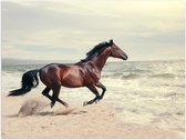 Poster – Paard rennend naar de Zee - 40x30cm Foto op Posterpapier