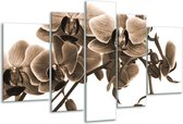 Glasschilderij Orchidee - Sepia, Bruin - 170x100cm 5Luik - Foto Op Glas - Geen Acrylglas Schilderij - 6000+ Glasschilderijen Collectie - Wanddecoratie