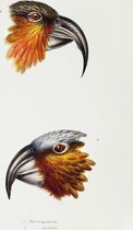Poster Pagegaai 'Kaka Parrot' - John Gould - Wilde Dieren Vintage - Jungle Kinderkamer