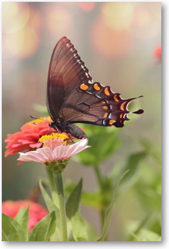 Kleine zwarte satyrium vlinder op een roze bloem - 60x90 Canvas Staand - Dieren - Natuur - Bloemen