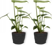 2x Kamerplant Monstera Deliciosa Tauerii – Gatenplant - ±  30cm hoog – 12cm diameter - in zwarte sierzak