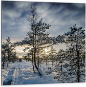 Dibond - Zonnig Sneeuwlandschap - 100x100cm Foto op Aluminium (Met Ophangsysteem)