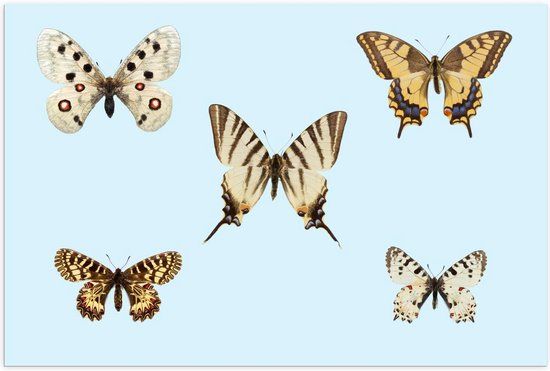 Poster – Geel/Witte Vlinders op Blauwe Achtergrond - 60x40cm Foto op Posterpapier
