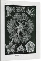 Astrophyton - Ophiodea (Kunstformen der Natur), Ernst Haeckel - Foto op Canvas - 75 x 100 cm