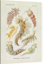 Aeolis - Nudibranchia (Kunstformen der Natur), Ernst Haeckel - Foto op Canvas - 45 x 60 cm