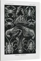 Parthenope - Decapoda (Kunstformen der Natur), Ernst Haeckel - Foto op Canvas - 30 x 40 cm