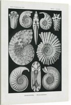 Ammonites - Ammonitida (Kunstformen der Natur), Ernst Haeckel - Foto op Canvas - 30 x 40 cm