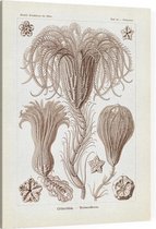 Pentacrinus - Crinoidea (Kunstformen der Natur), Ernst Haeckel - Foto op Canvas - 30 x 40 cm
