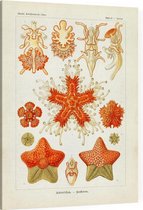 Asterias - Asteridea (Kunstformen der Natur), Ernst Haeckel - Foto op Canvas - 75 x 100 cm