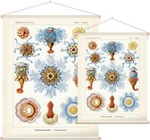 Porpema - Siphonophorae (Kunstformen der Natur), Ernst Haeckel - Foto op Textielposter - 90 x 120 cm