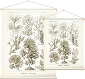 Zonaria - Fucoideae (Kunstformen der Natur), Ernst Haeckel - Foto op Textielposter - 90 x 120 cm