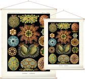 Cynthia - Ascidiae (Kunstformen der Natur), Ernst Haeckel - Foto op Textielposter - 120 x 160 cm