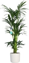 Hellogreen Kamerplant - XL Kentia Palm - 160 cm - ELHO B.for wit