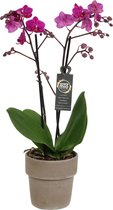 Orchidee van Botanicly – Vlinder orchidee in taupe keramiek pot als set – Hoogte: 45 cm, 1 tak – Phalaenopsis Cosy Candy