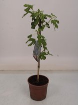 Kamerplant van Botanicly – Treurvijg – Hoogte: 55 cm – Ficua carica Bornholm