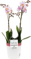 Orchidee van Botanicly – Vlinder orchidee in wit-roze keramische pot als set – Hoogte: 45 cm, 1 tak – Phalaenopsis Amaglad