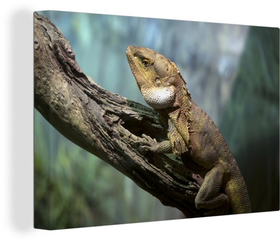 Un lézard à volants assis sur une branche 60x40 cm - Tirage photo sur toile (Décoration murale salon / chambre)