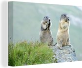 Canvas Schilderij Twee etende marmotten - 140x90 cm - Wanddecoratie