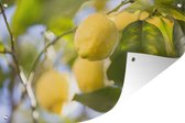 Tuindecoratie citroenen in een boom - 60x40 cm - Tuinposter - Tuindoek - Buitenposter