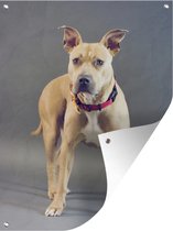 Tuinschilderij Bulldog - Halsband - Hond - 60x80 cm - Tuinposter - Tuindoek - Buitenposter