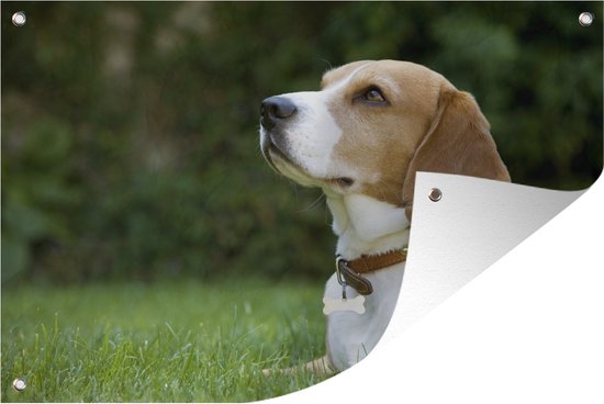Tuindecoratie Een beagle die op het groene gras ligt - 60x40 cm - Tuinposter - Tuindoek - Buitenposter
