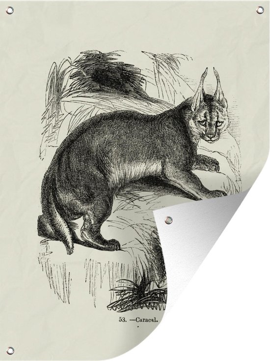 Tuinposter - Tuindoek - Tuinposters buiten - Zwart-wit illustratie van een caracal op het gras - 90x120 cm - Tuin