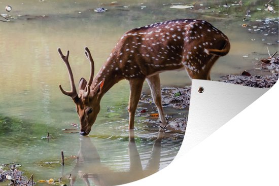 Muurdecoratie Hert - Gewei - Water - 180x120 cm - Tuinposter - Tuindoek - Buitenposter
