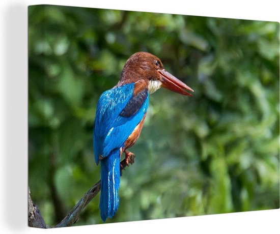 Smyrna-ijsvogel in de wildernis Canvas 30x20 cm - klein - Foto print op Canvas schilderij (Wanddecoratie woonkamer / slaapkamer)