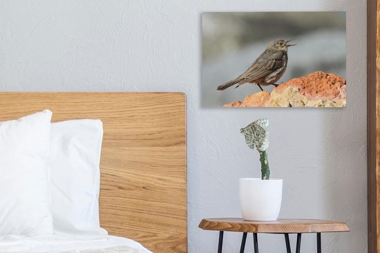 A chantant Pipit Toile 30x20 cm - petit - Tirage photo sur toile (Décoration murale salon / chambre)