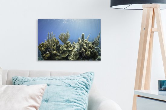 Un corail dur tropical dans une toile de mer bleu clair 30x20 cm - petit - Tirage photo sur toile (Décoration murale salon / chambre)