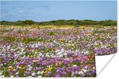 Prairie fleurie pleine de fleurs colorées 60x40 cm / Poster Fleurs